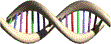 DNA spiral